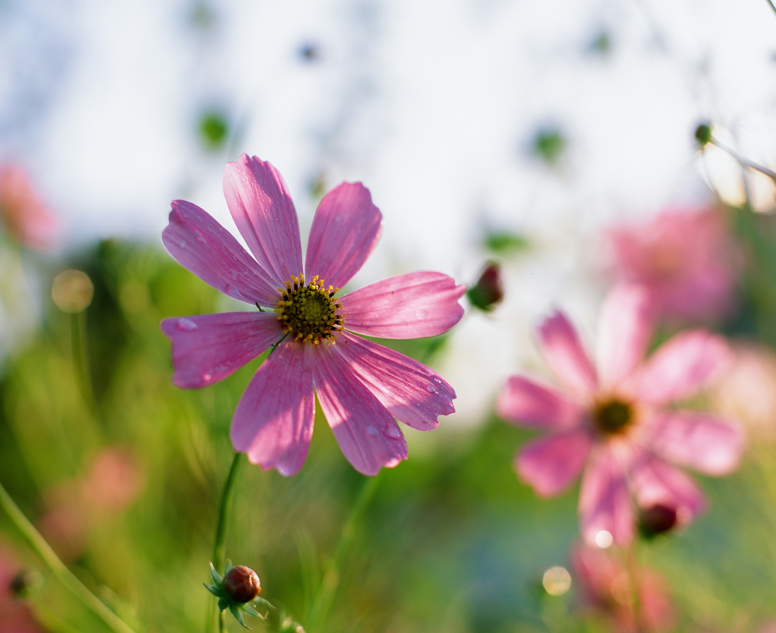 purple flower in tilt shift lens